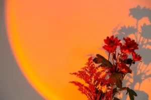 couleur de la lampe sunset